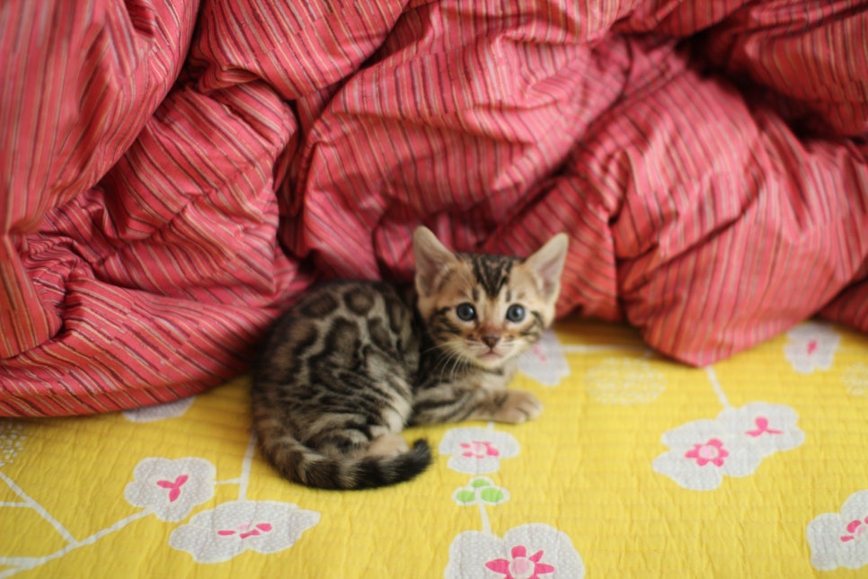 뱅갈고양이 여아 분양중 입니다~ 관련 이미지 3