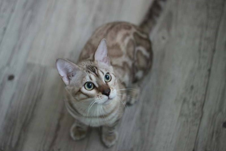 실밍크 뱅갈고양이 성묘 사진 입니다~ 관련 이미지 2