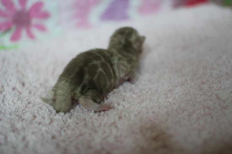 소유뱅갈고양이 캐터리 출산소식 관련 이미지 3