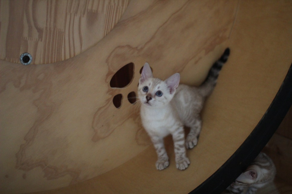 뱅갈고양이분양 부티가 넘치는 아이들 관련 이미지 10