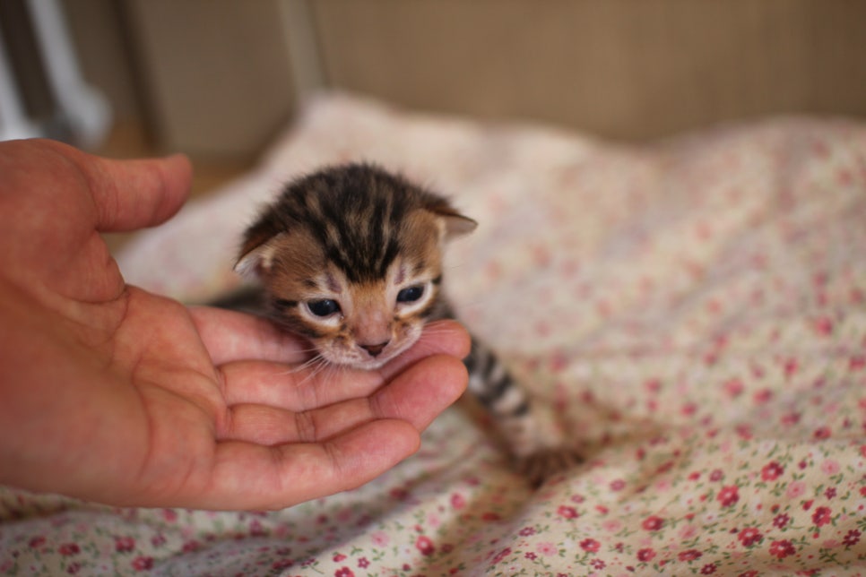 브라운뱅갈고양이 여아 분양해요~ 관련 이미지 1