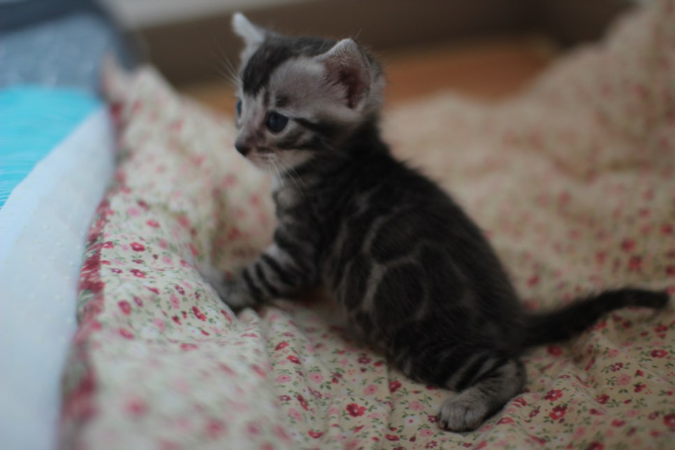 어메이징 실버뱅갈고양이 남아예요~ 관련 이미지 2