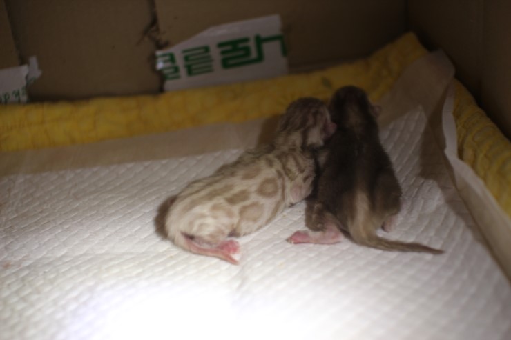 스노우 뱅갈고양이 출산 했어요~ 관련 이미지 6