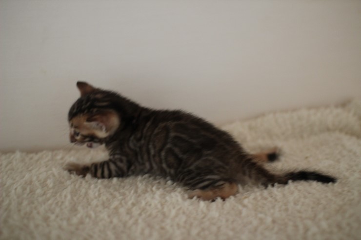 뱅갈고양이 꼬맹이 남아 ~~ 관련 이미지 6