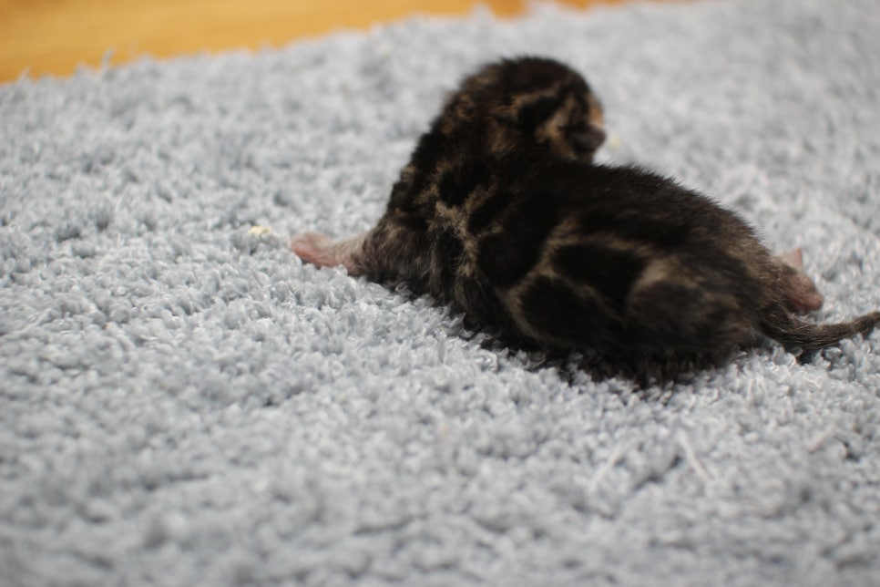 어메이징한 브라운 뱅갈고양이 남아가 태어났어요~ 관련 이미지 8