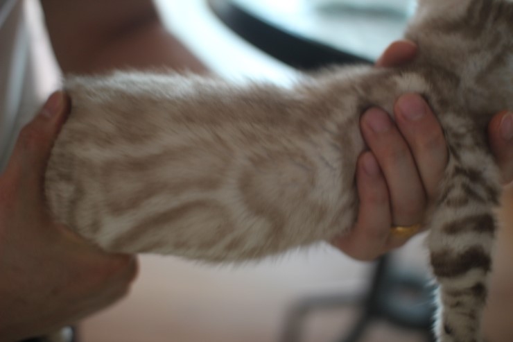 실밍크 뱅갈고양이 남아예요~ 관련 이미지 7