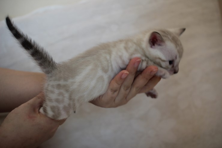 비슷한 패턴에 뱅갈고양이 남매~ 관련 이미지 10