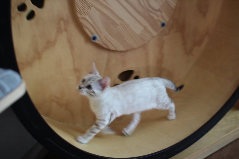 분양중인 스노우뱅갈고양이 남매예요~ 관련 이미지 7