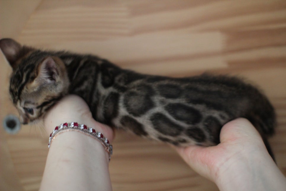 왕눈이 초미묘 브라운뱅갈고양이 여아에요~ 관련 이미지 5