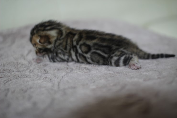 뱅갈고양이 실버랑 브라운 꼬물이 관련 이미지 11