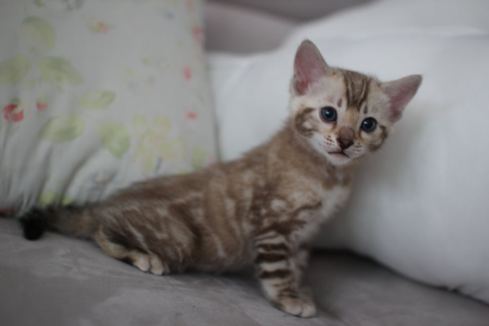 실밍크뱅갈고양이 남아 분양해요~ 관련 이미지 6