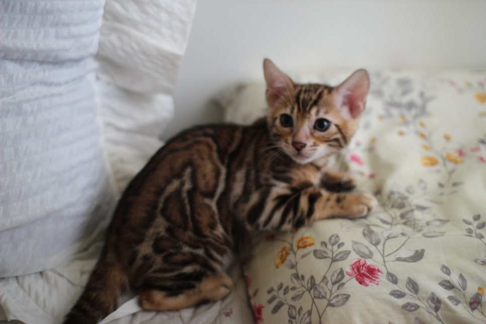 애교만점 개냥이 뱅갈고양이 남아 순둥군 분양해요~ 관련 이미지 1