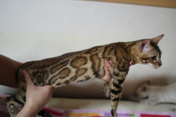 브라운 뱅갈고양이 세라예요~ 관련 이미지 4