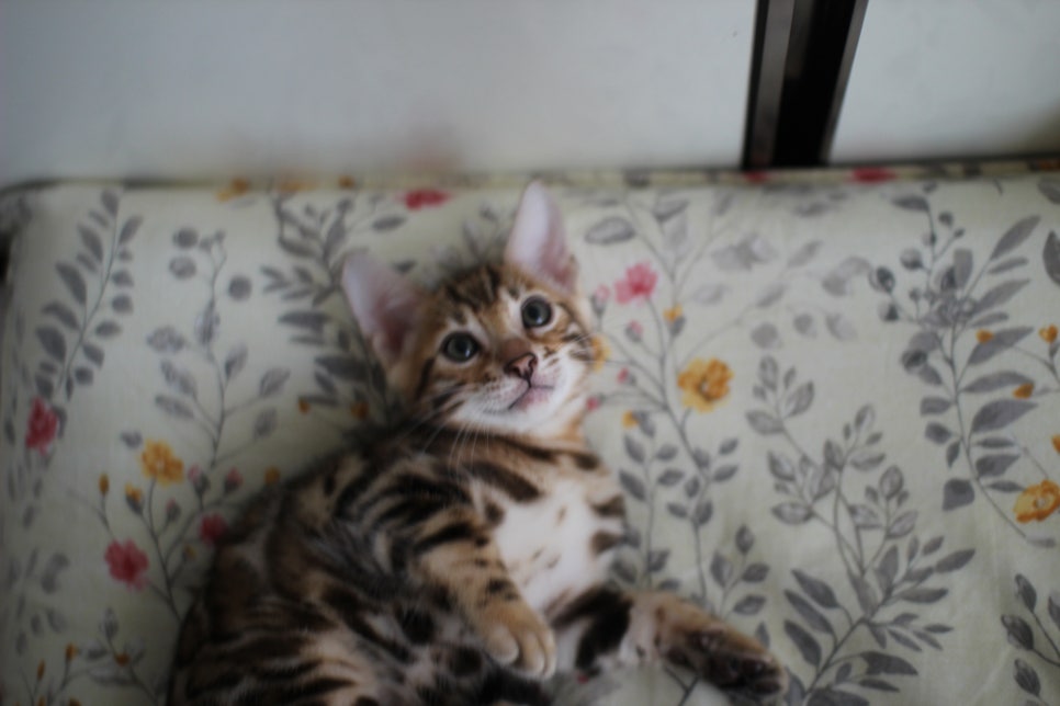 애교만점 개냥이 뱅갈고양이 남아 순둥군 분양해요~ 관련 이미지 12