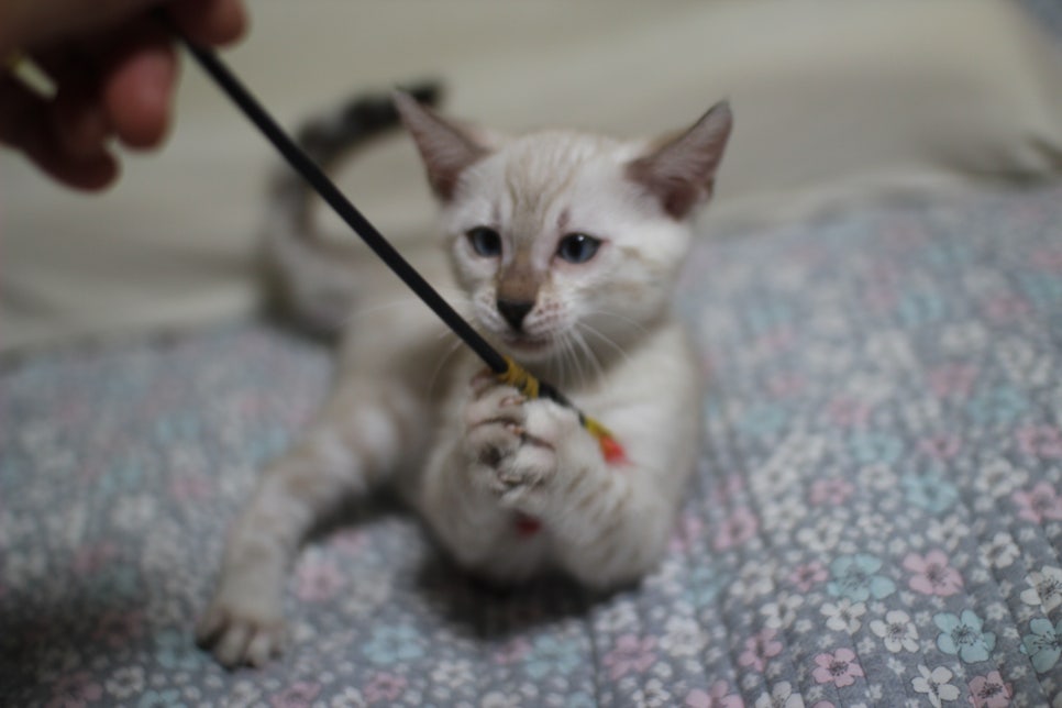 분양중인 개냥이 스노우뱅갈고양이 여아~ 관련 이미지 3