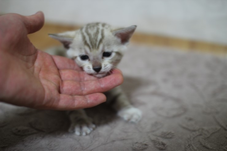 스노우 밍크 뱅갈고양이 남아예요~ 관련 이미지 3