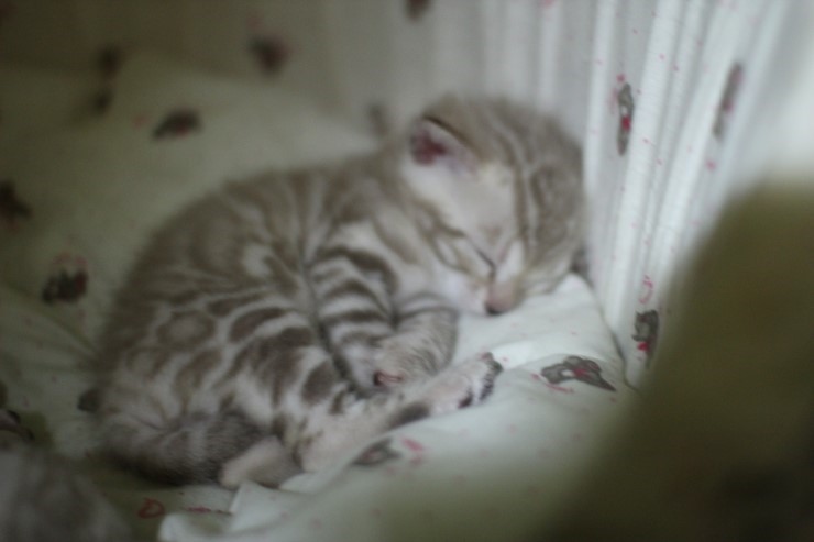 뱅갈고양이 꼬맹이들 모습은 보고 또봐도 사랑 입니다^^ 관련 이미지 6