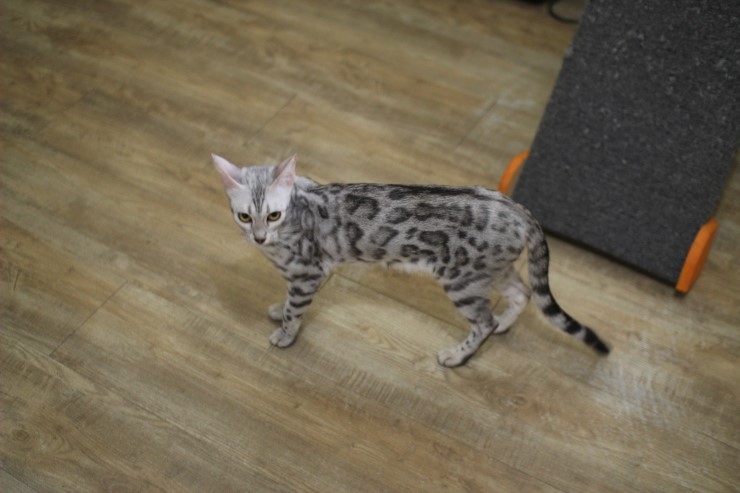 뱅갈고양이,뱅갈고양이 분양,귀여운 미녀 뱅갈고양이들 ㅎㅎㅎ 관련 이미지 4