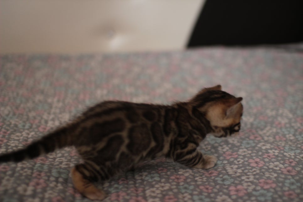 브라운 남아,여아 분양합니다~ 관련 이미지 4