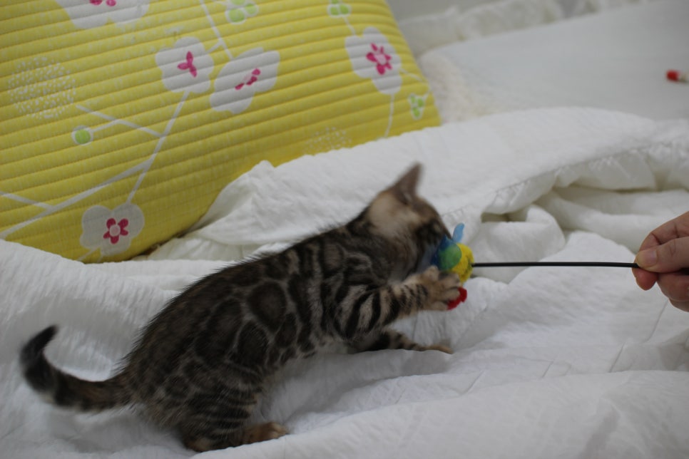 뱅갈고양이 남아3 분양해요~ 관련 이미지 7