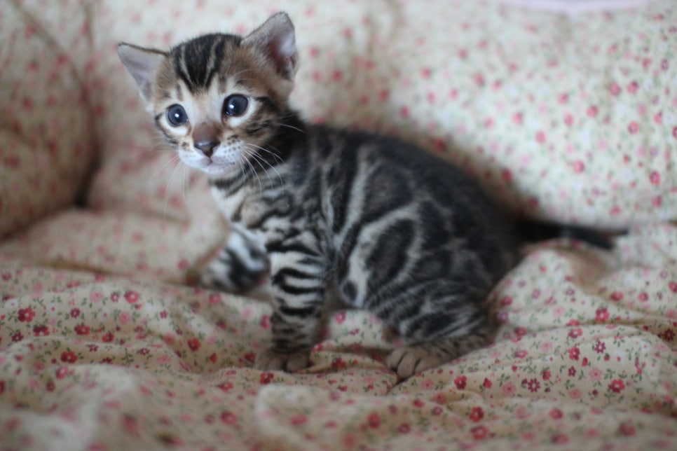 뱅갈고양이 꼬맹이들 사진전 ㅎㅎ 관련 이미지 36