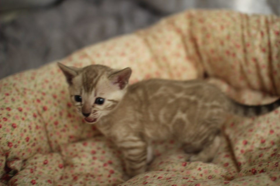 브라운,스노우뱅갈고양이 꼬맹이들 분양합니다~ 관련 이미지 12