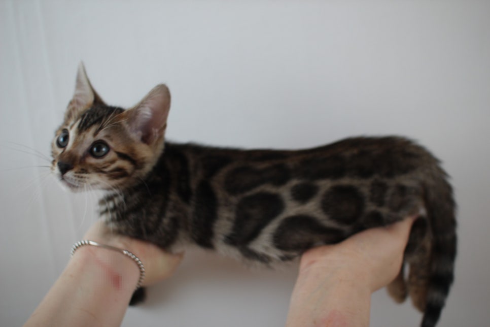 해외로 갈 브라운 뱅갈고양이 남아예요. 관련 이미지 4