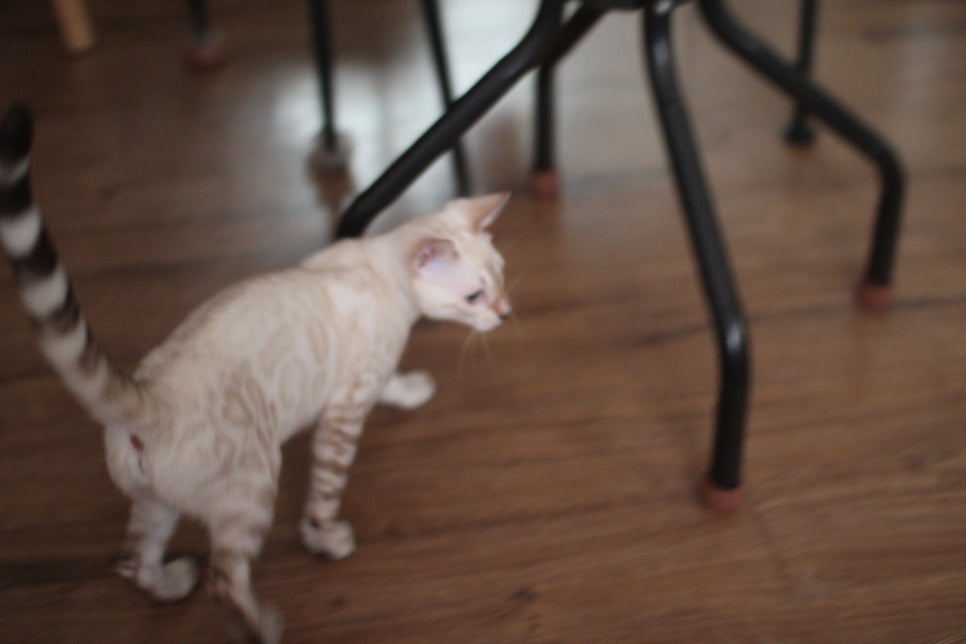 스노우뱅갈고양이 덩치 큰 여아예요~ 관련 이미지 7