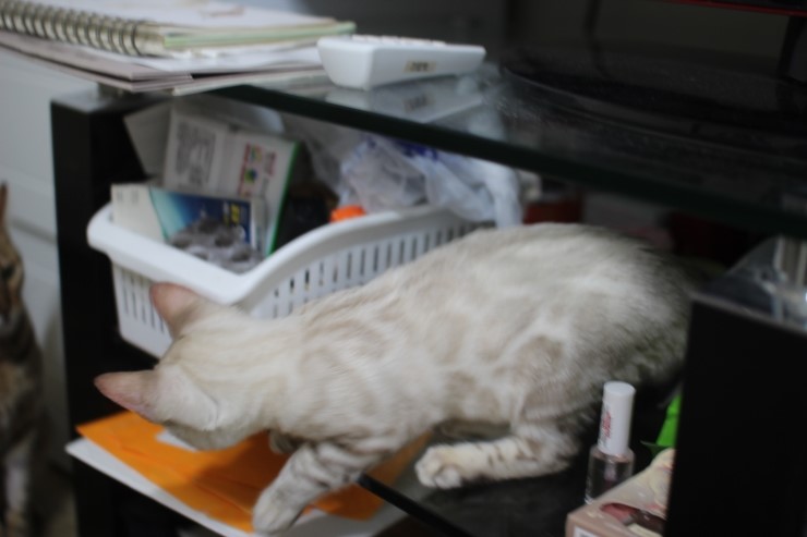 뱅갈고양이,뱅갈고양이 분양,초아와 링컨이에 일상~~~ 관련 이미지 3