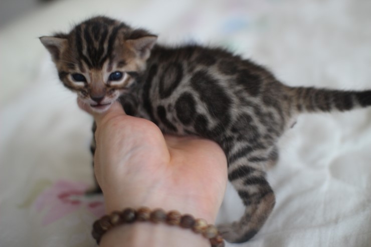 뱅갈고양이 남매 오늘 모습 입니다~ 관련 이미지 19