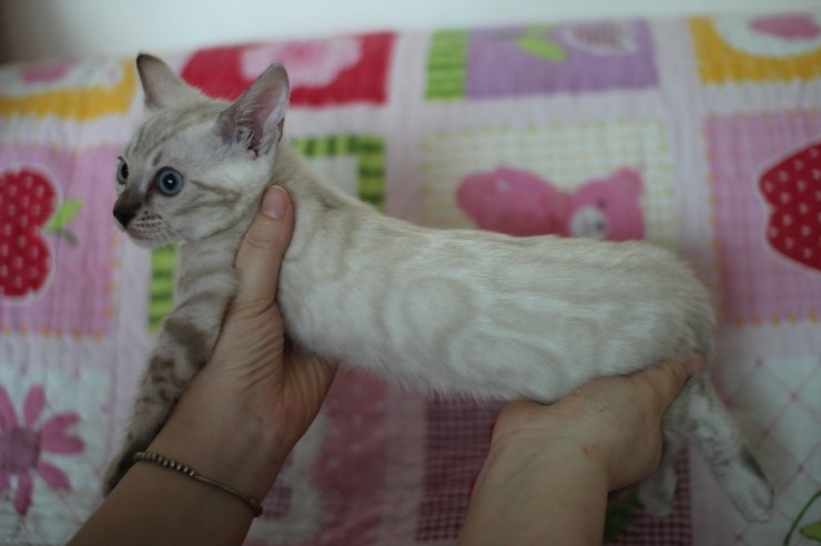 소유뱅갈고양이 캐터리 스노우 키퍼 여아 두아이예요~ 관련 이미지 8