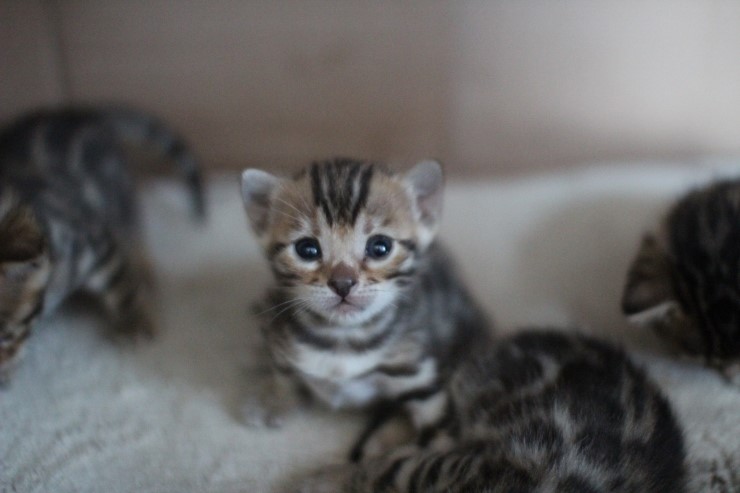 브라운 뱅갈고양이 꼬맹이들 사진 입니다. 관련 이미지 6