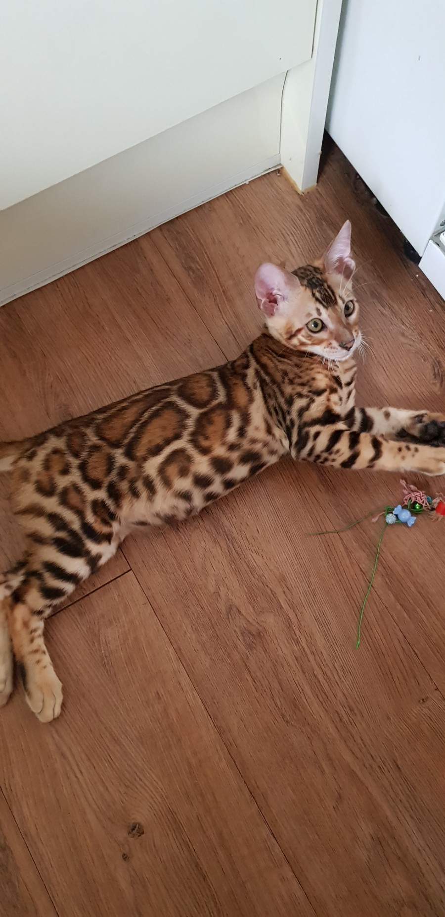 에너지가 넘치는 뱅갈고양이 레드향군~ 관련 이미지 8