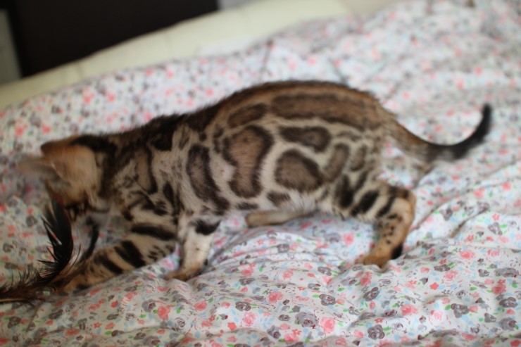 뱅갈고양이 남아 레모나 분양합니다... 관련 이미지 3