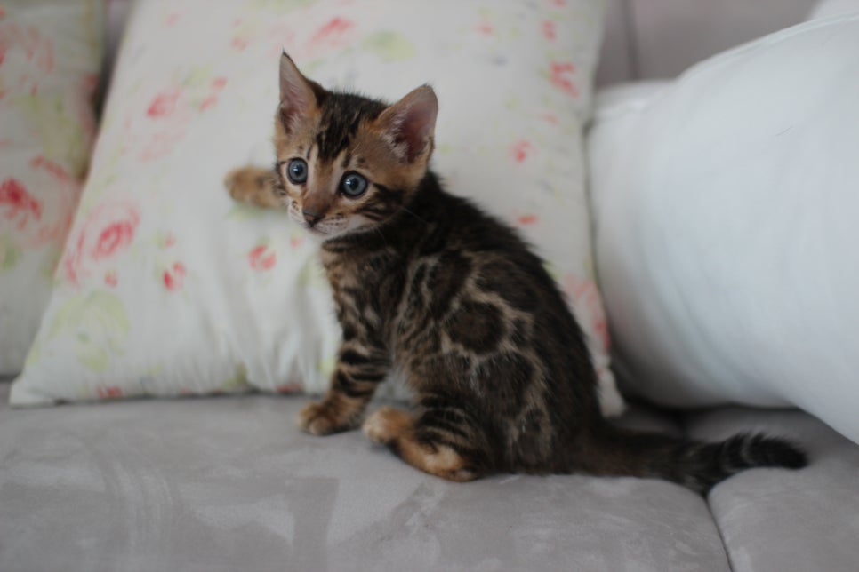 브라운뱅갈고양이 남아 분양해요~ 관련 이미지 1