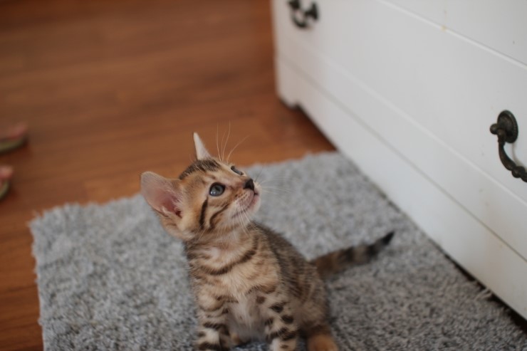 뱅갈고양이 분양 완전히 빠졌네 빠졌어~ 관련 이미지 38