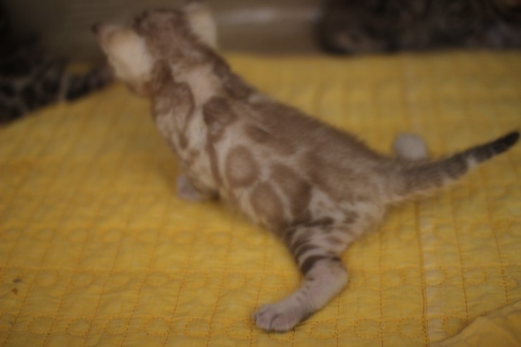 스노우 밍크 뱅갈고양이 남아예요. 관련 이미지 6