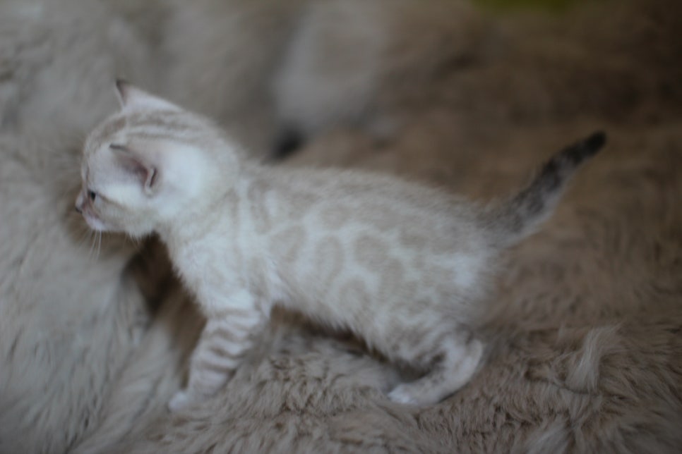 뱅갈고양이 분양 부티가 흘러요 흘러~ 관련 이미지 20