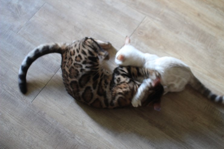 뱅갈고양이 링컨이와 초아의 한판~~~ 관련 이미지 1