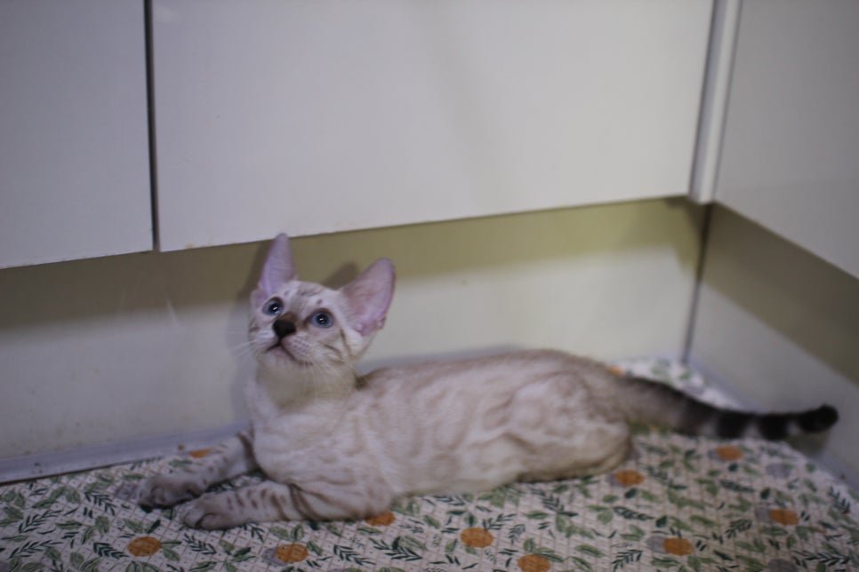 개냥이 뱅갈고양이들 분양합니다~ 관련 이미지 11