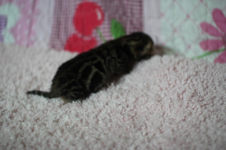 소유뱅갈고양이 캐터리 출산소식 관련 이미지 14