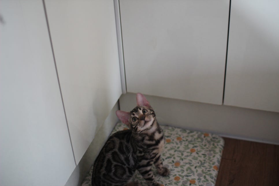 사람을 너무나 좋아하는 강아지 같은 뱅갈고양이 남아 분양해요^^ 관련 이미지 6