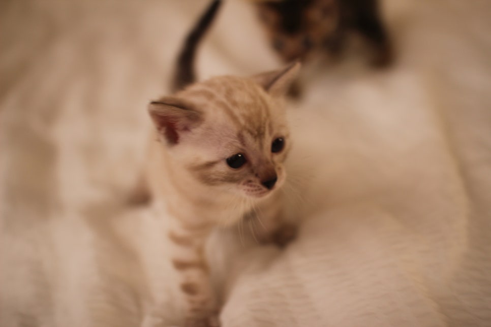 스노우뱅갈고양이 꼬맹이들 분양해요~ 관련 이미지 10