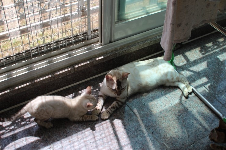 실링스 뱅갈고양이 키나는 꼬맹이들을 너무나 좋아해요~ 관련 이미지 2