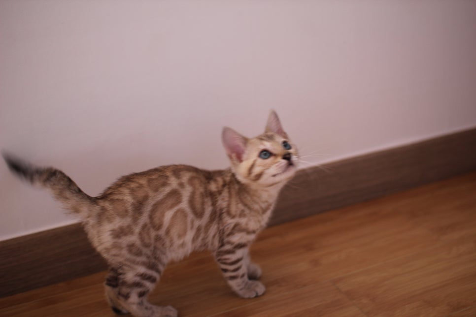 뱅갈고양이 개냥이 찾으시는 분들 보세요 관련 이미지 1