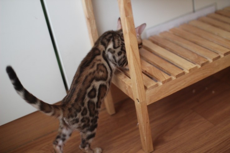 이쁘게 성장중인 뱅갈고양이 여아 중국이~ 관련 이미지 7