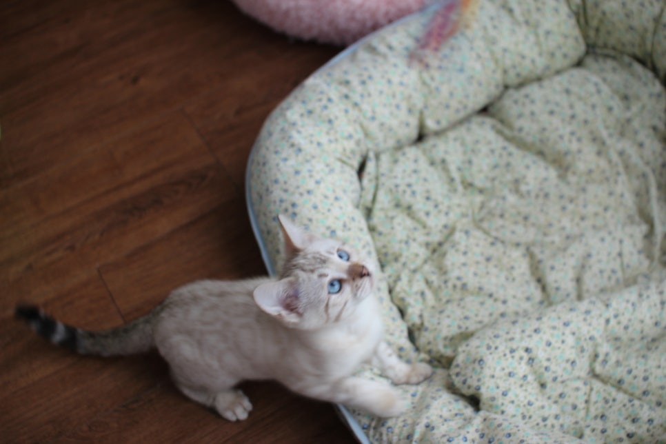 스노우뱅갈고양이 여아 분양해요~ 관련 이미지 5