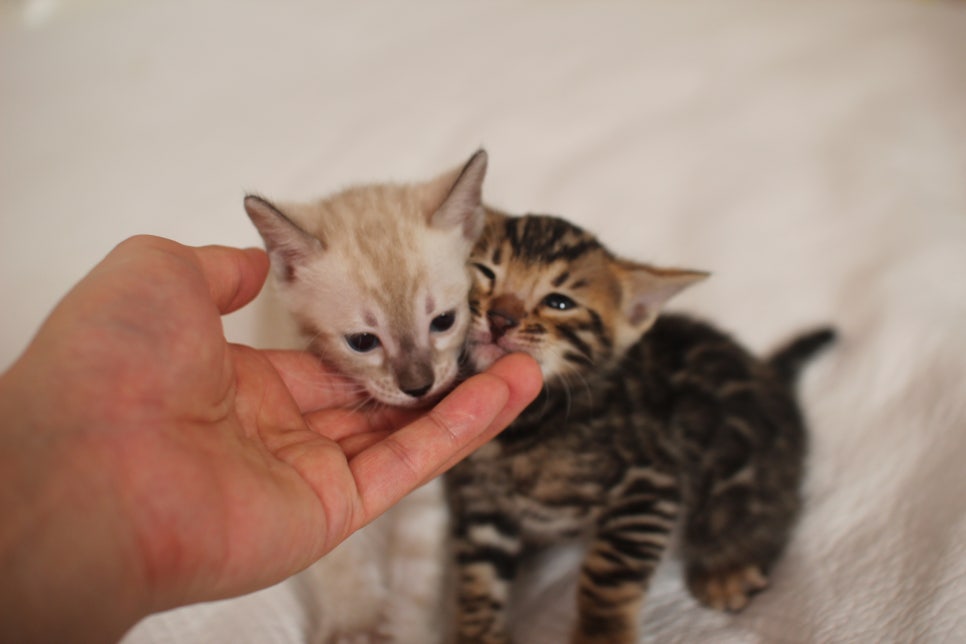 스노우,브라운 뱅갈고양이 꼬맹이들 분양 합니다~ 관련 이미지 25