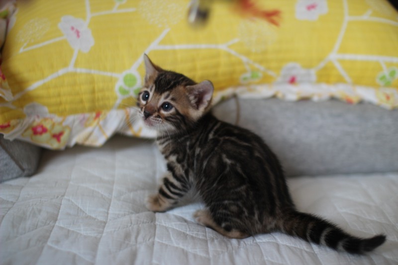 브라운 뱅갈고양이 자매 분양해요~ 관련 이미지 2