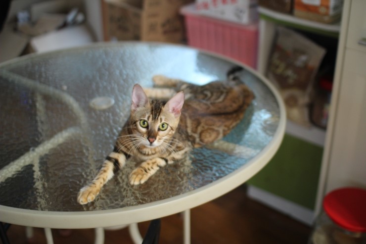 soyu stella 관련 이미지 6